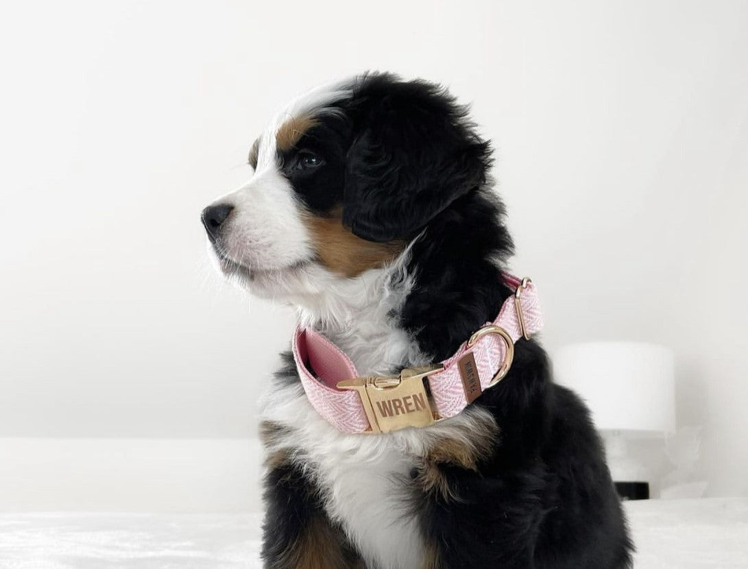 Dog wearing a personalized PAWSWIN collar, showing how a custom dog collar should fit
