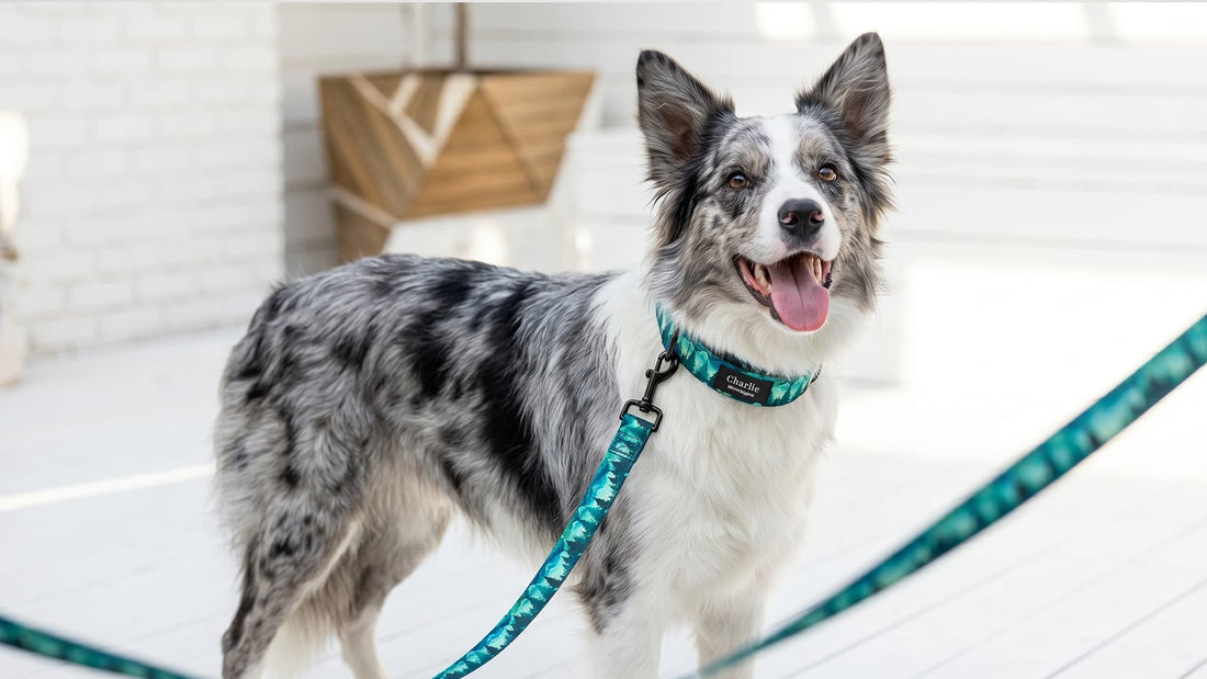 Personalized Dog Collar