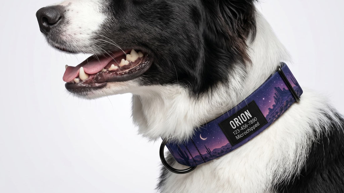 Pawswin Nylon Dog Collar