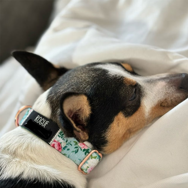 Trusted by thousands of pet parents