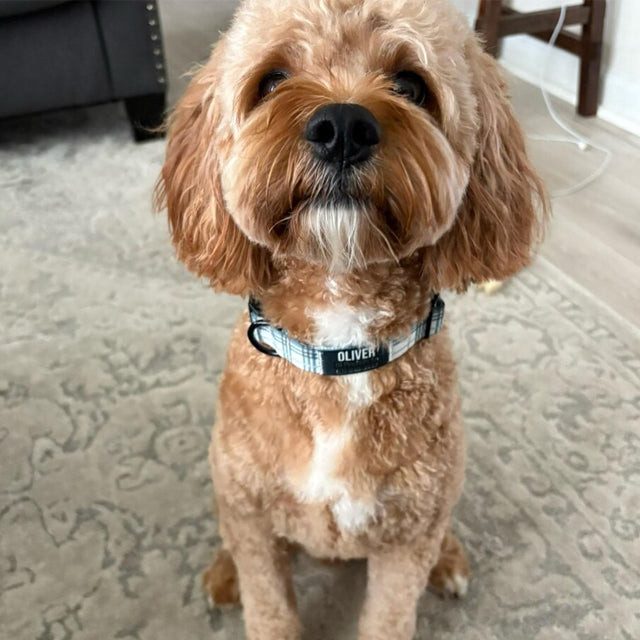 Trusted by thousands of pet parents