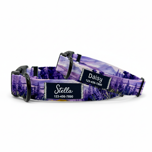 Lavender Field