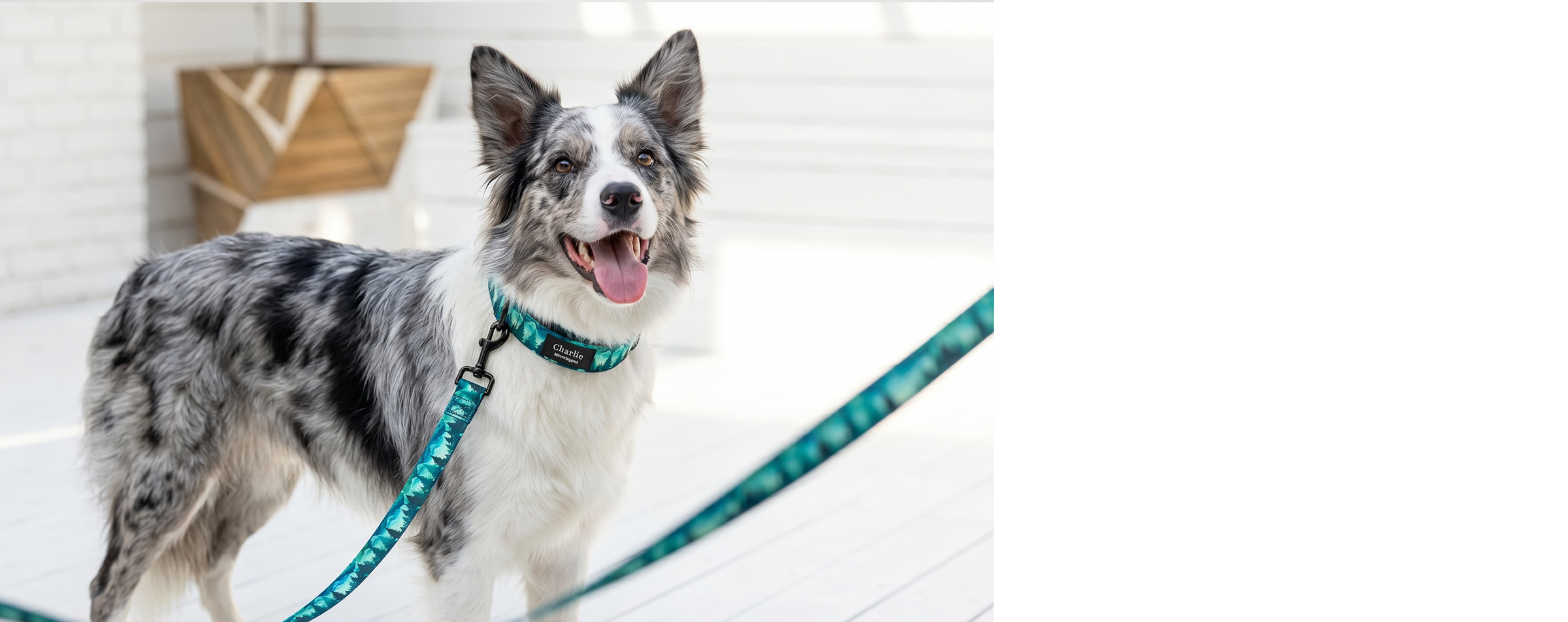 dog collar and leash - PAWSWIN