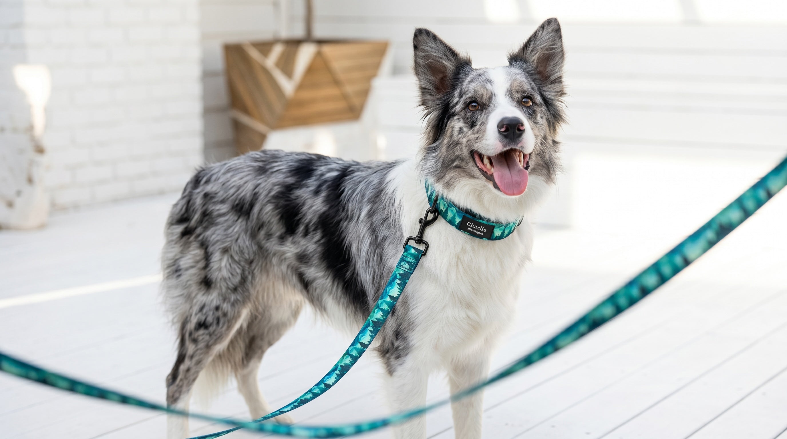 Turquoise dog collar and matching leash set