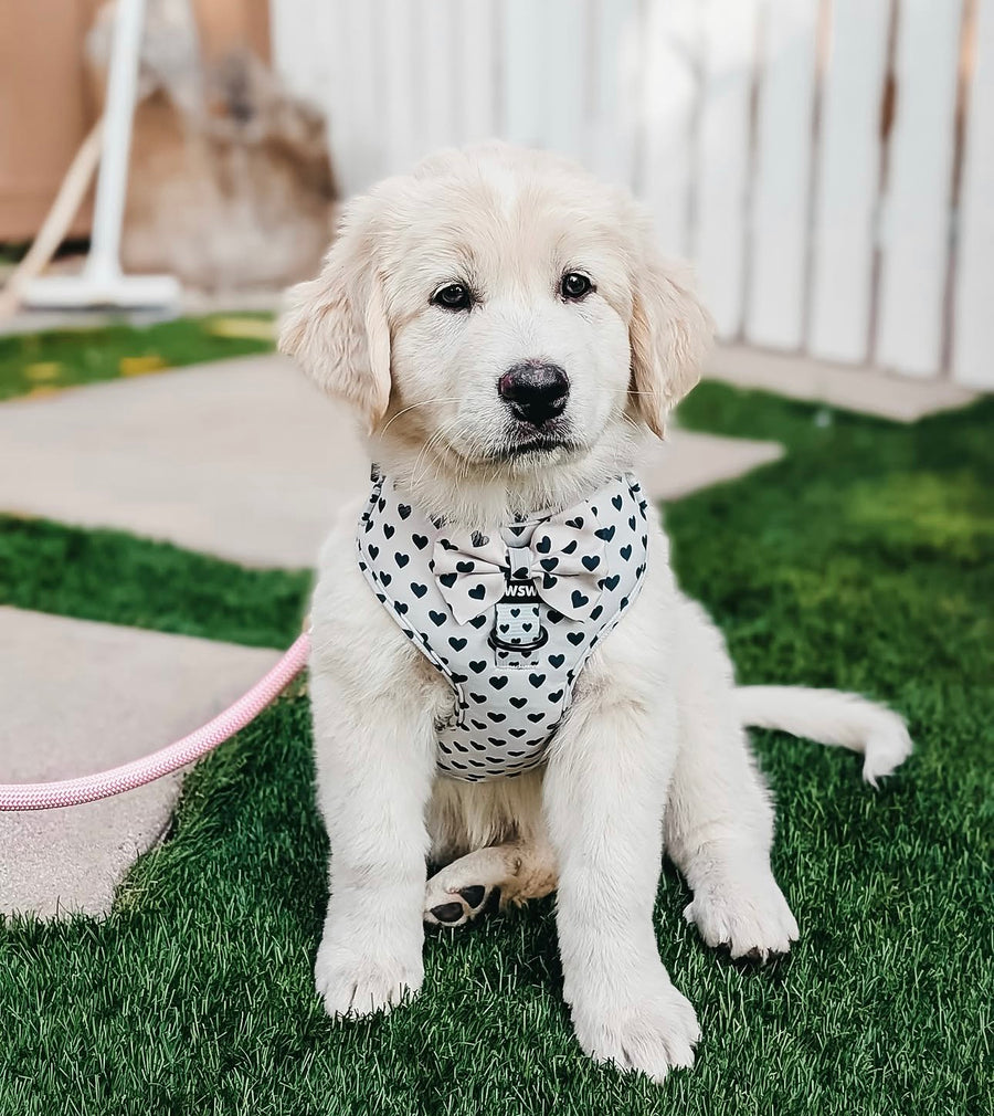 Trusted by thousands of pet parents